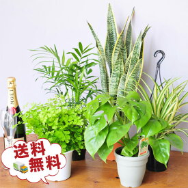 観葉植物 5株セット 4号サイズ 鉢植え 福袋 観葉植物セット　鉢植え 観葉植物 インテリア グリーン観葉植物 大型 誕生日　観葉植物プレゼント 開店祝い お歳暮 ギフト プレゼント