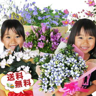 敬老の日 プレゼント ギフト 鉢花 敬老の日リンドウ心美白寿 敬老の日りんどう ももずきん 敬老の日デュ…