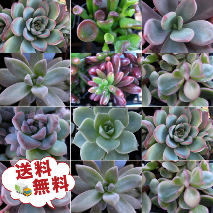 楽天市場 多肉植物 5株セット 多肉女子 タニクショクブツ 観葉植物 誕生日 送料無料 多肉植物 販売 通販 種類 多肉植物 プレゼント ギフト しょくぶつ 葉 みどり 緑 多肉植物 たにくしょくぶつ ギフト プレゼント ランキング 母の日 花 ガーデニング岐阜緑園
