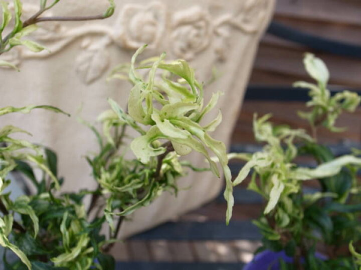 ヘデラ・雪の妖精 レアな新品種アイビー 白く色ずく新芽が美しいヘデラ アイビー 母の日 花 ガーデニング岐阜緑園