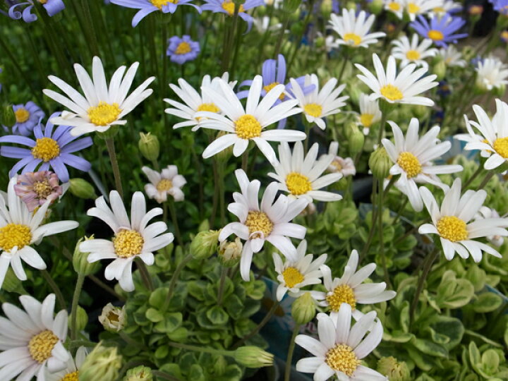 楽天市場 クーポン利用で10 Off ブルーデージー ペガサス ホワイト 花色は白いけどブルーデージー 花芽付 母の日 花 ガーデニング岐阜緑園