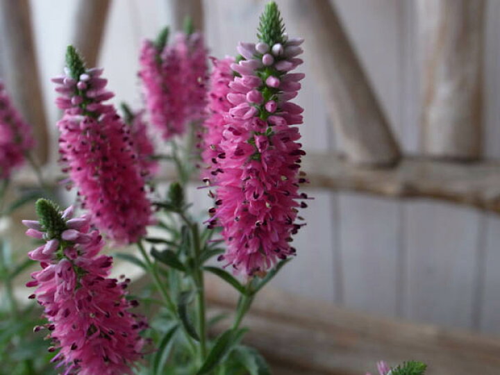 楽天市場 ベロニカ ピコレッティ 色鮮やかな花穂が魅力 花芽付の花苗で毎年楽しめる丈夫な宿根草 母の日 花 ガーデニング岐阜緑園 楽天市場 ベロニカ ピコレッティ 色鮮やかな花穂が魅力 花芽付の花苗で毎年楽しめる丈夫な宿根草 母の日 花 ガーデニング岐阜緑園