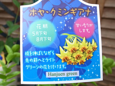 楽天市場 ホヤ クミンギアナ4号サイズ 鉢花 甘い香りの星型の花 光沢ある黄緑色の花で中心部の濃い赤が魅力の花 母の日 花 ガーデニング岐阜緑園