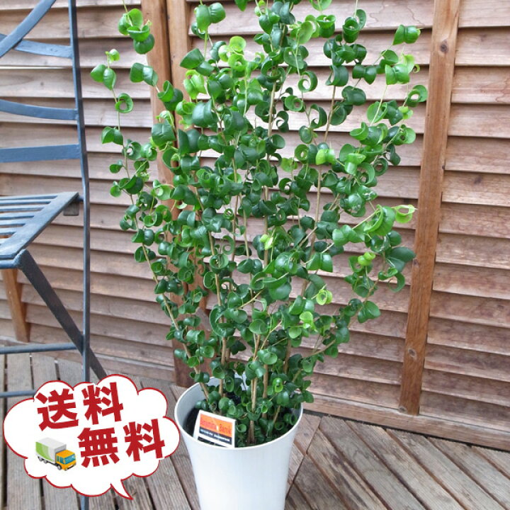 楽天市場 ベンジャミン バロック 6号サイズ 鉢植え ベンジャミン 高さ60cm 観葉植物 送料無料 ベンジャミン 観葉植物 ベンジャミン 室内インテリア用 観葉植物 スタイリッシュな鉢植え グリーン 母の日 花 ガーデニング岐阜緑園
