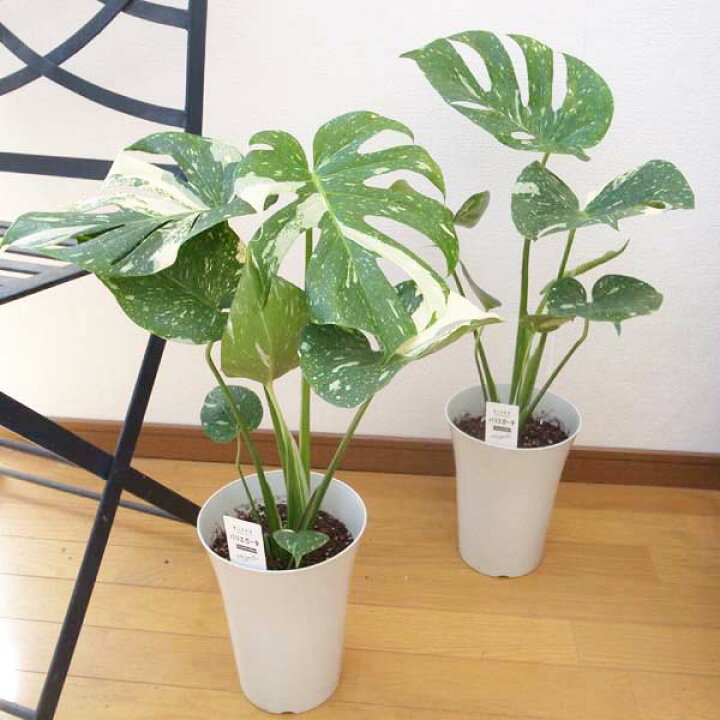 楽天市場 斑入り モンステラ 6号サイズ 鉢植え 観葉植物 斑入り葉が美しいモンステラ 室内 観葉植物 インテリア 高さ60cm 観葉植物 レア品種 珍しい観葉植物 母の日 花 ガーデニング岐阜緑園