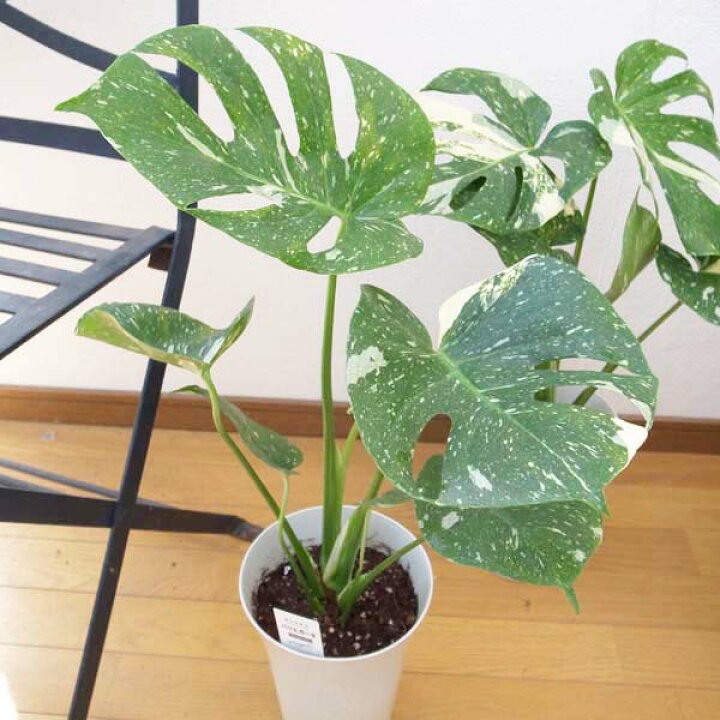 楽天市場 斑入り モンステラ 6号サイズ 鉢植え 観葉植物 斑入り葉が美しいモンステラ 室内 観葉植物 インテリア 高さ60cm 観葉植物 レア品種 珍しい観葉植物 母の日 花 ガーデニング岐阜緑園