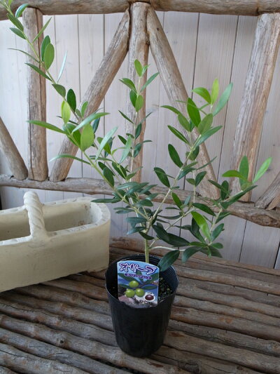 楽天市場 オリーブ ネバディロブランコ 大苗 シンボルツリー 苗木 室内観葉植物 販売 通販 種類 高さ40cm 母の日 花 ガーデニング岐阜緑園