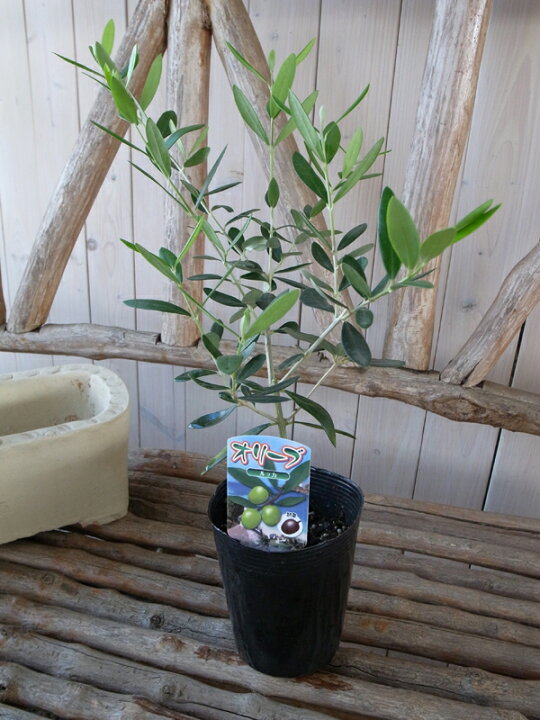 楽天市場】オリーブ ルッカ 大苗 シンボルツリー 観葉植物 販売 通販 