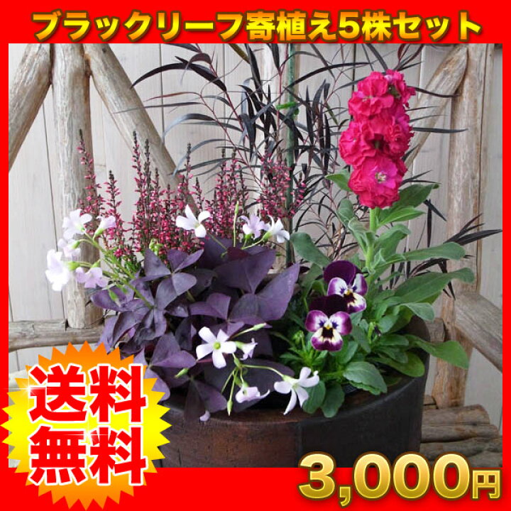 楽天市場 ブラックリーフ寄せ植え5苗セット 送料無料 初めてでも簡単に寄せ植えできるセットです ユーカリブラックテイル カルーナガーデンガールズ ストック オキザリス紫の舞 ビオラ5株のセット 母の日 花 ガーデニング岐阜緑園