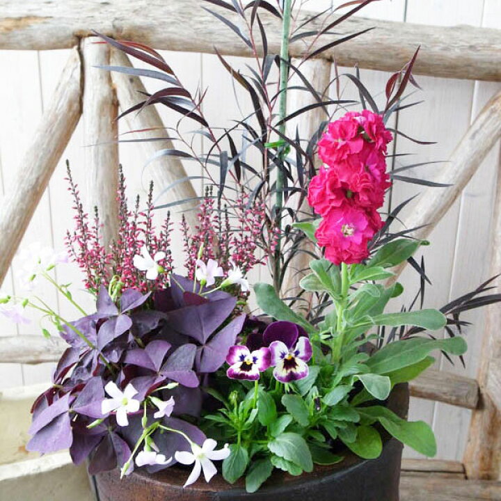 楽天市場 ブラックリーフ寄せ植え5苗セット 送料無料 初めてでも簡単に寄せ植えできるセットです ユーカリブラックテイル カルーナガーデンガールズ ストック オキザリス紫の舞 ビオラ5株のセット 母の日 花 ガーデニング岐阜緑園