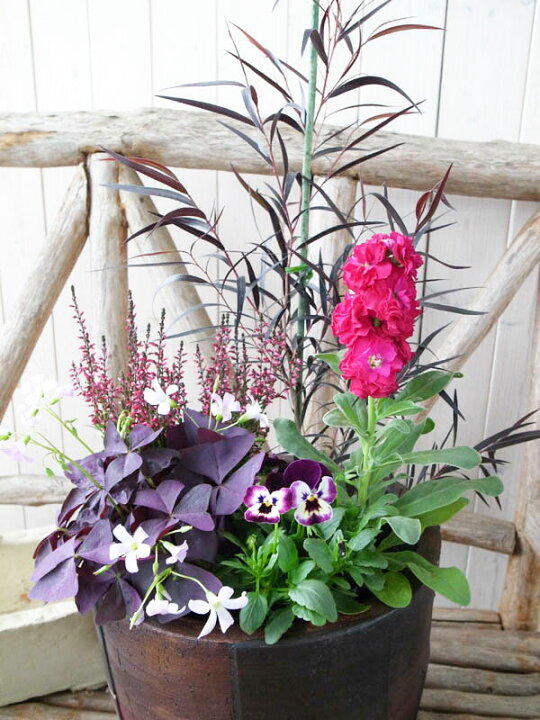 楽天市場 ブラックリーフ寄せ植え5苗セット 送料無料 初めてでも簡単に寄せ植えできるセットです ユーカリブラックテイル カルーナガーデンガールズ ストック オキザリス紫の舞 ビオラ5株のセット 母の日 花 ガーデニング岐阜緑園