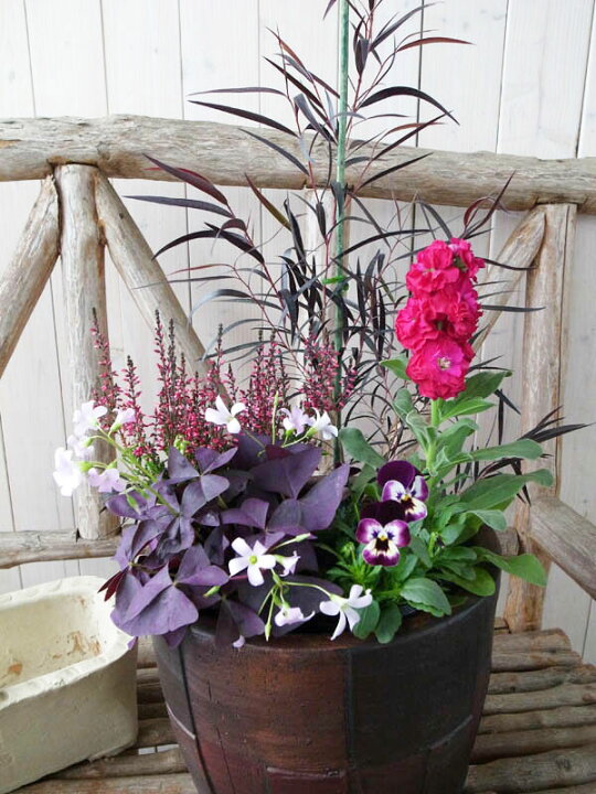 楽天市場 ブラックリーフ寄せ植え5苗セット 送料無料 初めてでも簡単に寄せ植えできるセットです ユーカリブラックテイル カルーナガーデンガールズ ストック オキザリス紫の舞 ビオラ5株のセット 母の日 花 ガーデニング岐阜緑園