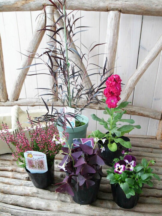 楽天市場 ブラックリーフ寄せ植え5苗セット 送料無料 初めてでも簡単に寄せ植えできるセットです ユーカリブラックテイル カルーナガーデンガールズ ストック オキザリス紫の舞 ビオラ5株のセット 母の日 花 ガーデニング岐阜緑園