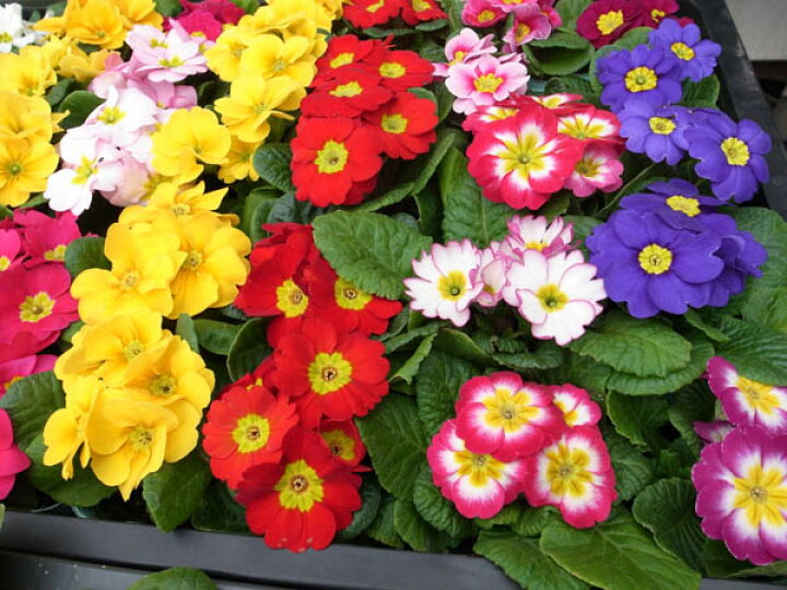 楽天市場 プリムラジュリアン ポニー苗5株セット カラフルな花 販売 通販 種類 花芽付 母の日 花 ガーデニング岐阜緑園 楽天市場 プリムラジュリアン ポニー苗5株セット カラフルな花 販売 通販 種類 花芽付 母の日 花 ガーデニング岐阜緑園