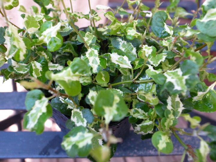 楽天市場 プミラ コアラ 苗 常緑蔓性低木 面白い斑入り葉が特徴で枝垂れるよう育つ植物 販売 室内 観葉植物 通販 種類 母の日 花 ガーデニング岐阜緑園 楽天市場 プミラ コアラ 苗 常緑蔓性低木 面白い斑入り葉が特徴で枝垂れるよう育つ植物 販売 室内 観葉植物 通販 種類 母の日 花 ガーデニング岐阜緑園