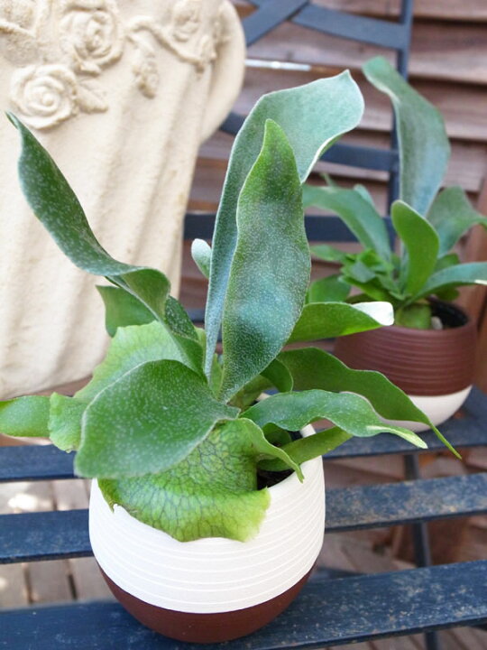楽天市場 コウモリラン ハッピーボール 和名はビカクシダ 直径8cm そのままテーブルに飾れる植物 販売 室内 観葉植物 通販 種類 母の日 花 ガーデニング岐阜緑園