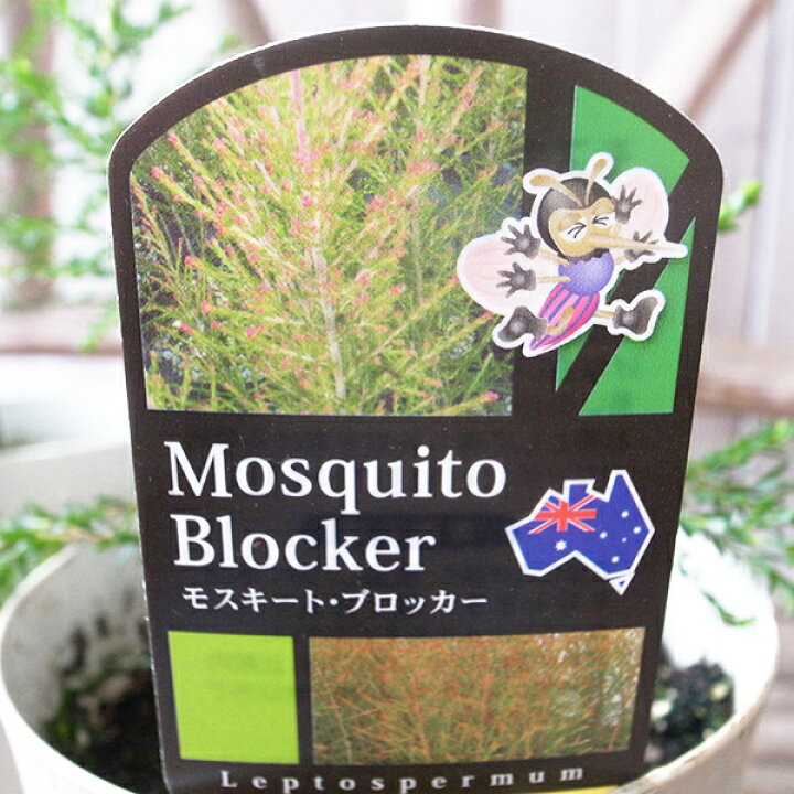 楽天市場 モスキートブロッカー 観葉植物 モスキートブロッカー 虫除け 蚊を寄付けない花も楽しめるすぐれもの モスキートブロッカー 販売 通販 種類 虫除け 蚊よけ 母の日 花 ガーデニング岐阜緑園