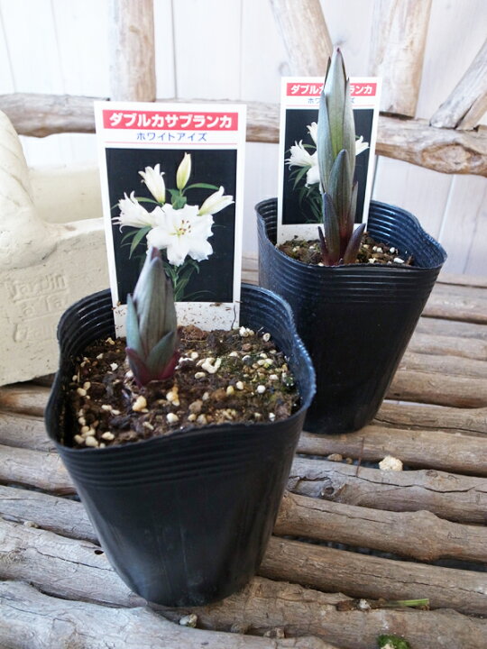 楽天市場 ダブル カサブランカ ホワイトアイズ 3 5号 苗 豪華な純白の大輪花カサブランカの八重咲き品種で丈夫で育てやすい 母の日 花 ガーデニング岐阜緑園