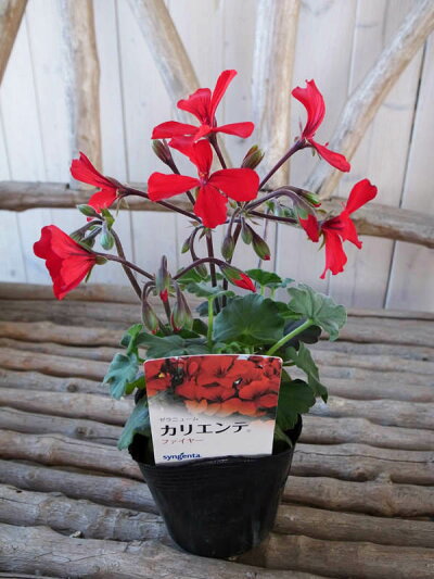 楽天市場 ゼラニウム カリエンテ ファイヤー3 5号苗 ゼラニューム 花芽付 植物 販売 レッド 赤 母の日 花 ガーデニング岐阜緑園