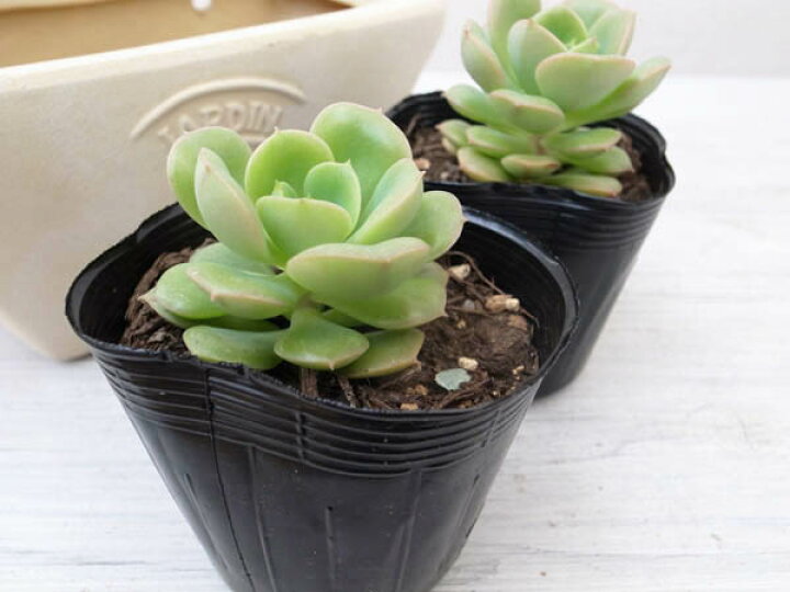 楽天市場 多肉植物 エケベリア 緑牡丹2 5号 タニクショクブツ 販売 母の日 花 ガーデニング岐阜緑園 楽天市場 多肉植物 エケベリア 緑牡丹2 5号 タニクショクブツ 販売 母の日 花 ガーデニング岐阜緑園