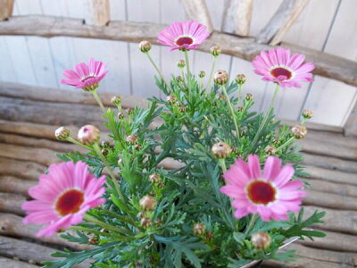 楽天市場 マーガレット モリンバ ミニピンク苗 花芽付 植物 販売 ガーデン ガーデニング 母の日 花 ガーデニング岐阜緑園