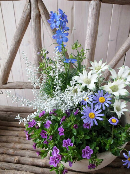 楽天市場】デルフィニューム＆フランネルフラワー 寄せ苗セット 5株  