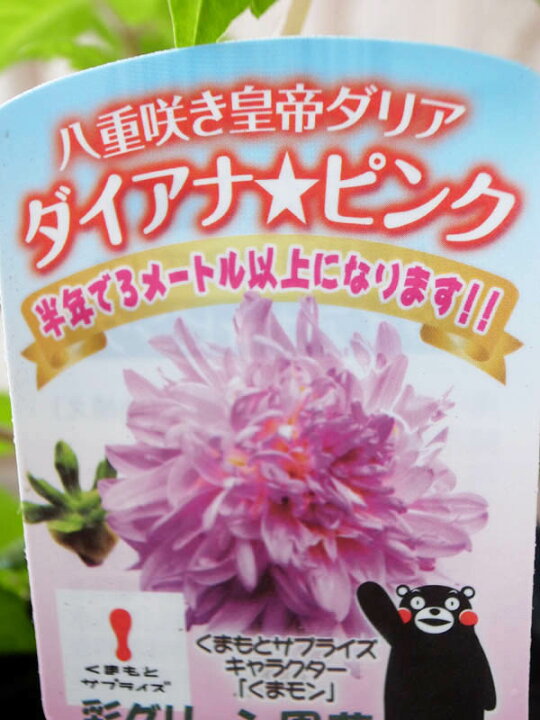 皇帝ダリア 八重咲き苗1株 最大57 オフ