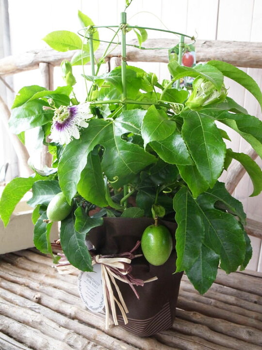 パッションフルーツ 実付き 鉢植ギフト 鉢植えの花 鉢植え プレゼント誕生日 結婚記念日 結婚祝い 画像 送料無料 超歓迎