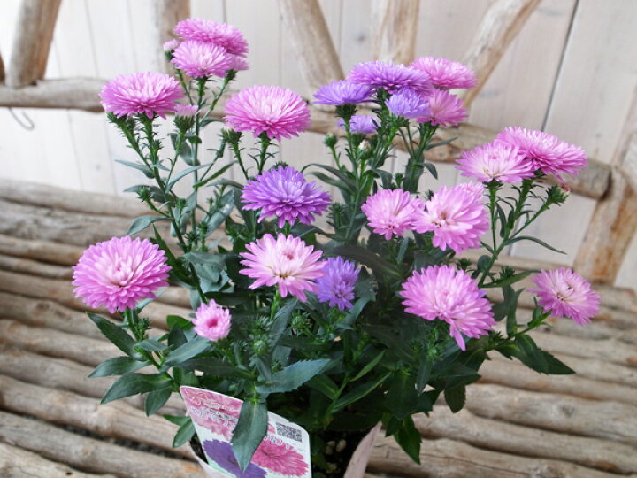 楽天市場 ビクトリア ファニーピンク ファニー 3 5号サイズ 苗 多年草 宿根アスタービクトリア 八重咲きの鮮やかな花で大変花保ちが良く次々と花芽がついて長期間楽しめる花 宿根草 母の日 花 ガーデニング岐阜緑園