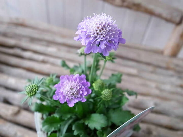 楽天市場】スカビオサ ブルーバルーン 3.5号サイズ 苗 ブルーの花が 