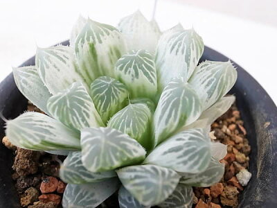 楽天市場 多肉植物 ハオルチア アイススプライト 3号サイズ タニクショクブツ 室内や半日陰での管理がお勧め 観葉植物 通販 ホワイト 白 母の日 花 ガーデニング岐阜緑園