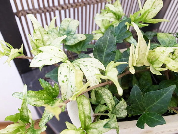 楽天市場 希少 ヘデラ 雪まつり 苗 アイビー 寒くなると白くなる不思議ホワイト ヘデラ 母の日 花 ガーデニング岐阜緑園