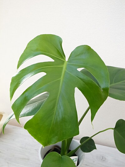 楽天市場 モンステラ ４号鉢 ホウライショウ 観葉植物 高さ40cmセンチ 鉢植え 母の日 花 ガーデニング岐阜緑園