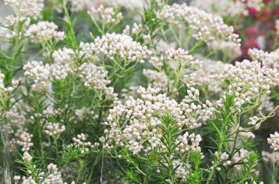 楽天市場 ライスフラワー苗 ホワイト 白 常緑低木 花芽付 米粒のような面白い花 寄せ植えの芯等に最適 母の日 花 ガーデニング岐阜緑園