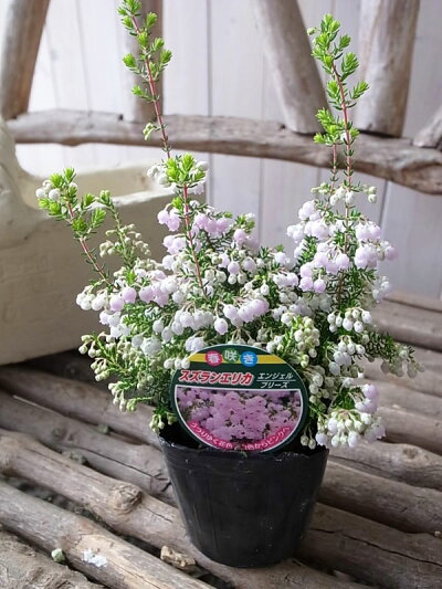 楽天市場 スズランエリカ エンジェルブリーズ苗 花芽付 白から淡いピンクへと変わる花 母の日 花 ガーデニング岐阜緑園