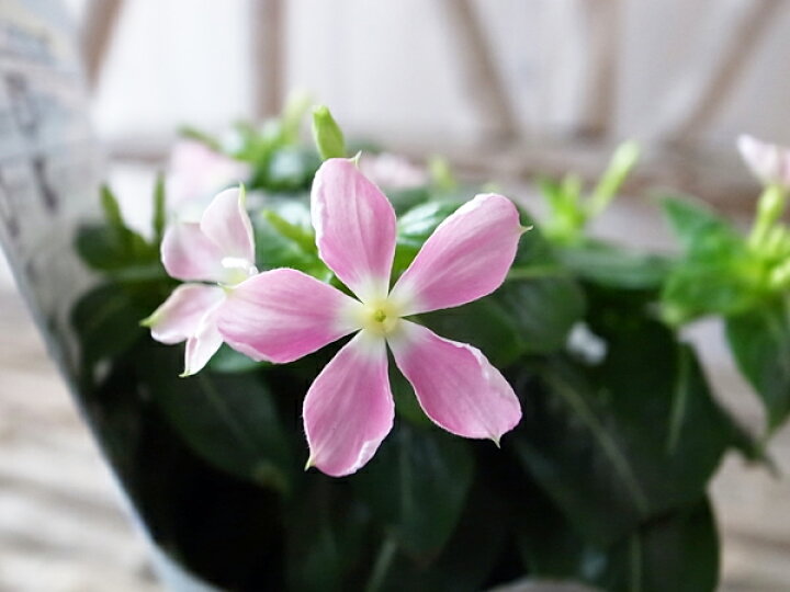 楽天市場 ニチニチソウ 苗 日々草 苗 夏花火 ピンク 3 5号 夏の花 苗 小花 母の日 花 ガーデニング岐阜緑園