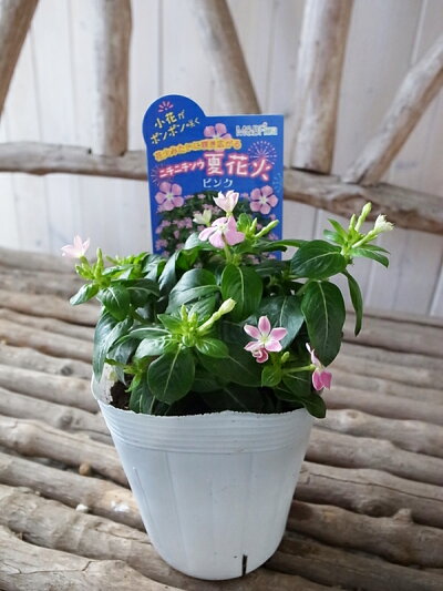 楽天市場 ニチニチソウ 苗 日々草 苗 夏花火 ピンク 3 5号 夏の花 苗 小花 母の日 花 ガーデニング岐阜緑園