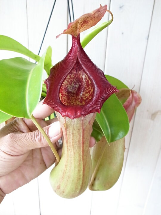 楽天市場】食虫植物 ネペンテス ベントリコーサ×トランカータ 5号 
