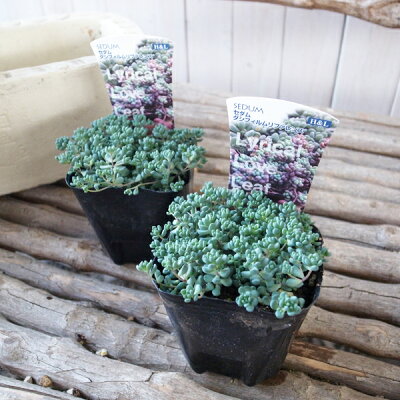楽天市場 クーポン利用で10 Off セダム パープルヘイズ 姫星美人 ダシフィルム 可愛い 多肉植物 母の日 花 ガーデニング岐阜緑園