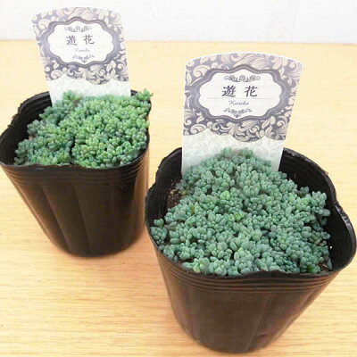 楽天市場 クーポン利用で10 Off セダム パープルヘイズ 姫星美人 ダシフィルム 可愛い 多肉植物 母の日 花 ガーデニング岐阜緑園