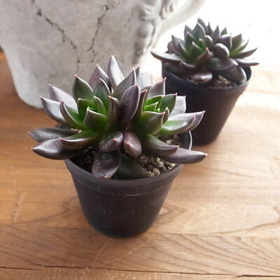 楽天市場 多肉植物 エケベリア 黒 ブラックプリンセス くろすけ 2 5号サイズ タニクショクブツ 母の日 花 ガーデニング岐阜緑園 楽天市場 多肉植物 エケベリア 黒 ブラックプリンセス くろすけ 2 5号サイズ タニクショクブツ 母の日 花 ガーデニング岐阜緑園