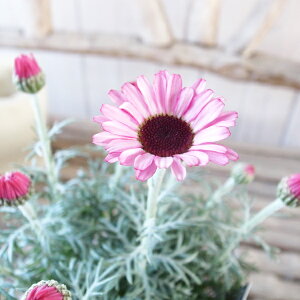 ���[�_���Z�}�� �����s���N �ԉ�t 3.5���T�C�Y �c �ϊ������N�� �ԐF���F�򂹂Ȃ� ���X�炭�Ԃŏt�̊񂹐A�����ɂ��l�C