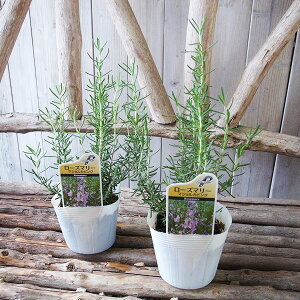 [Y}[ c }WJsN 3.5TCY n[u ԕc ^[Y}[ Β ̔ ʔ