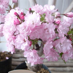 ������ �R�� ���t�J�ԗ\�� ���R �|�b�g�c �ԉ�t ���t����