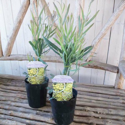 楽天市場 アカシア ポートリンカーンワトル 大苗 シルバーグレイの細葉が魅力 3 5号サイズ 高さ30cmセンチ 常緑小高木 イエロー 黄色 グリーン 緑 母の日 花 ガーデニング岐阜緑園 楽天市場 アカシア ポートリンカーンワトル 大苗 シルバーグレイの細葉が魅力 3 5号サイズ 高さ30cmセンチ 常緑小高木 イエロー 黄色 グリーン 緑 母の日 花 ガーデニング岐阜緑園