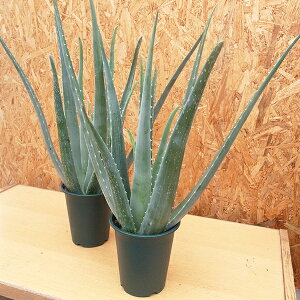 観葉植物 アロエ 6号の人気商品 通販 価格比較 価格 Com