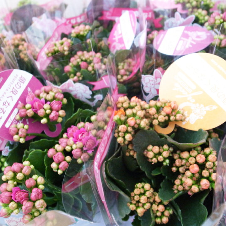 楽天市場 カランコエ パーフェクタ ダブル 花芽付 3号サイズ 鉢植え 八重咲き 品種 半耐寒性多年草 母の日 花 ガーデニング岐阜緑園