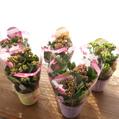 楽天市場 カランコエ パーフェクタ ダブル 花芽付 3号サイズ 鉢植え 八重咲き 品種 半耐寒性多年草 母の日 花 ガーデニング岐阜緑園 楽天市場 カランコエ パーフェクタ ダブル 花芽付 3号サイズ 鉢植え 八重咲き 品種 半耐寒性多年草 母の日 花 ガーデニング岐阜緑園