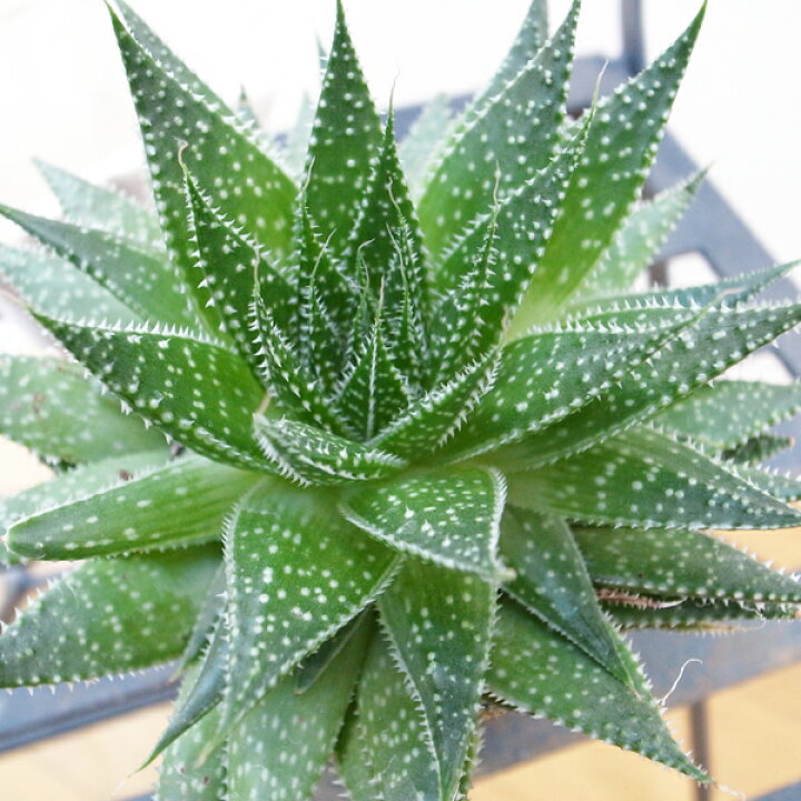 楽天市場】ガステラロエ ベグイニー 3号サイズ 鉢植え 多肉植物 タニク 