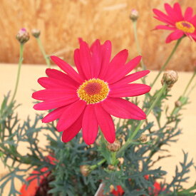 楽天市場 マーガレット 赤 ガーデニング 農業 花 ガーデン Diy の通販